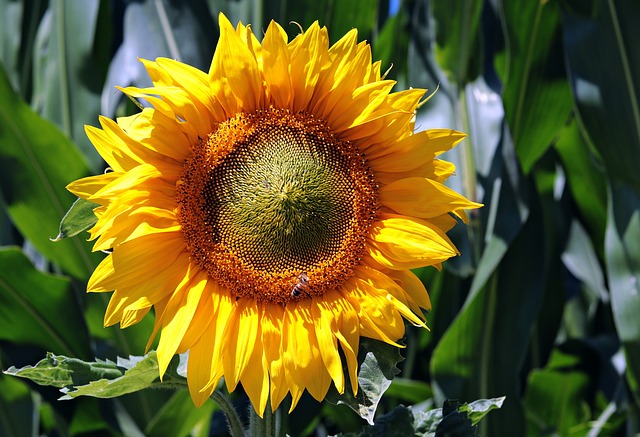 slunečnice na zahradě